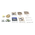 thumbnail image 3 of de de de crecimiento animal pintado Prejuguetes educativos tempranos para niños , Tortuga Tortuga marina, 3 of 8