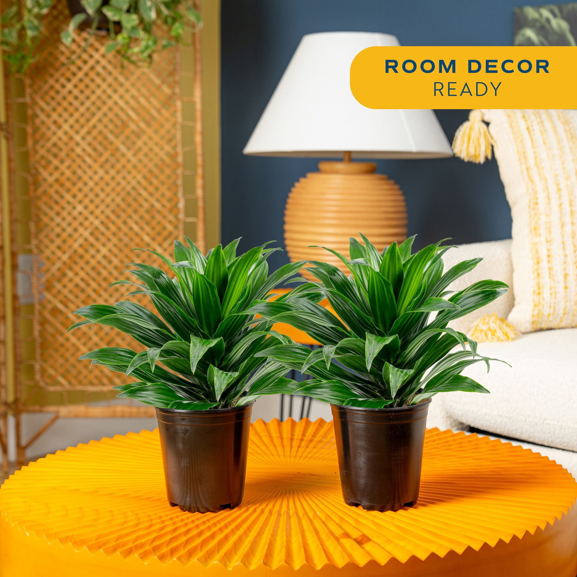 Costa Farms 14" Dracaena Janet Craig Live House Plants in 5" Grower Pot (2 Count)