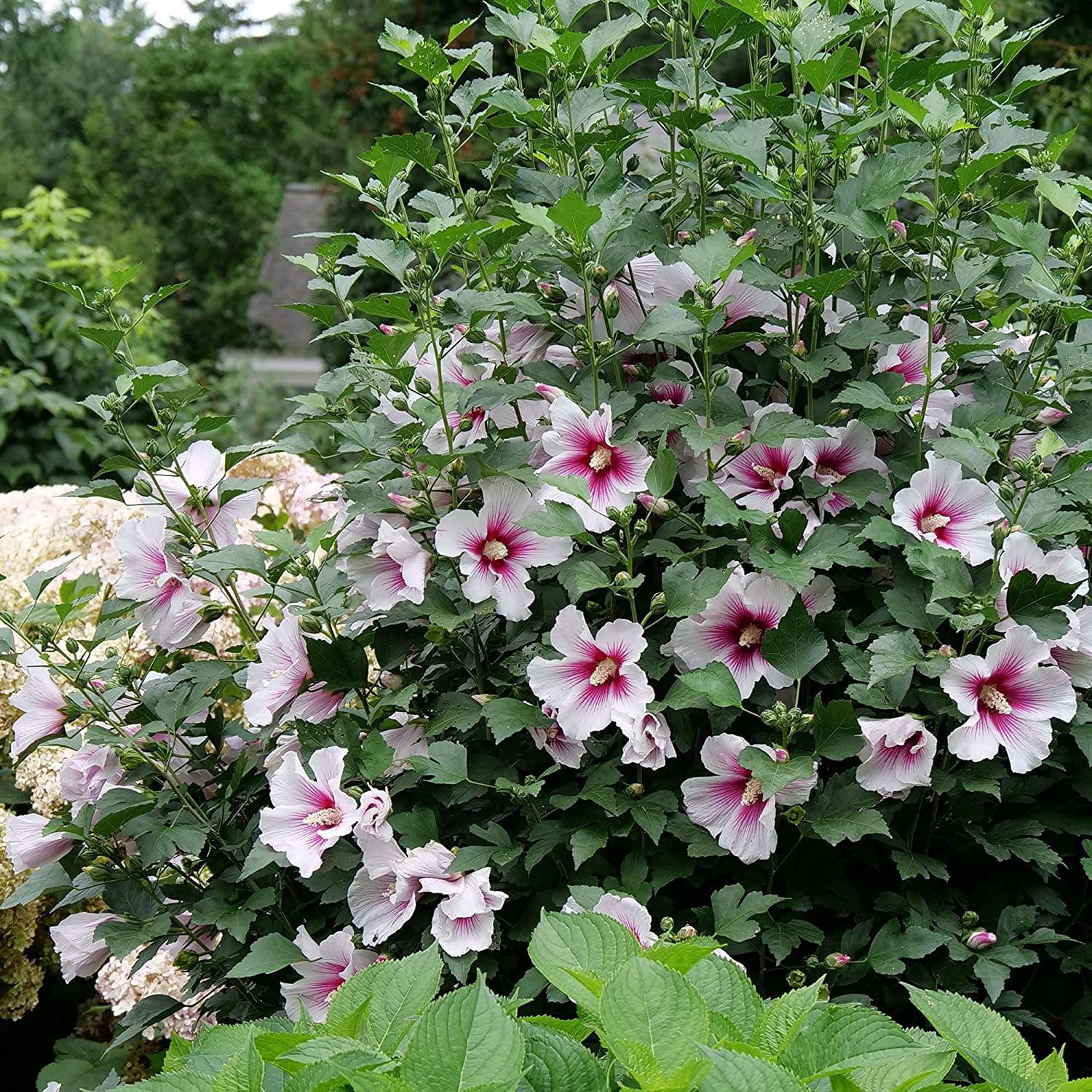 Proven Winners ColorChoice Paraplu Pink Ink Hibiscus Live Shrub (2 Gallon)