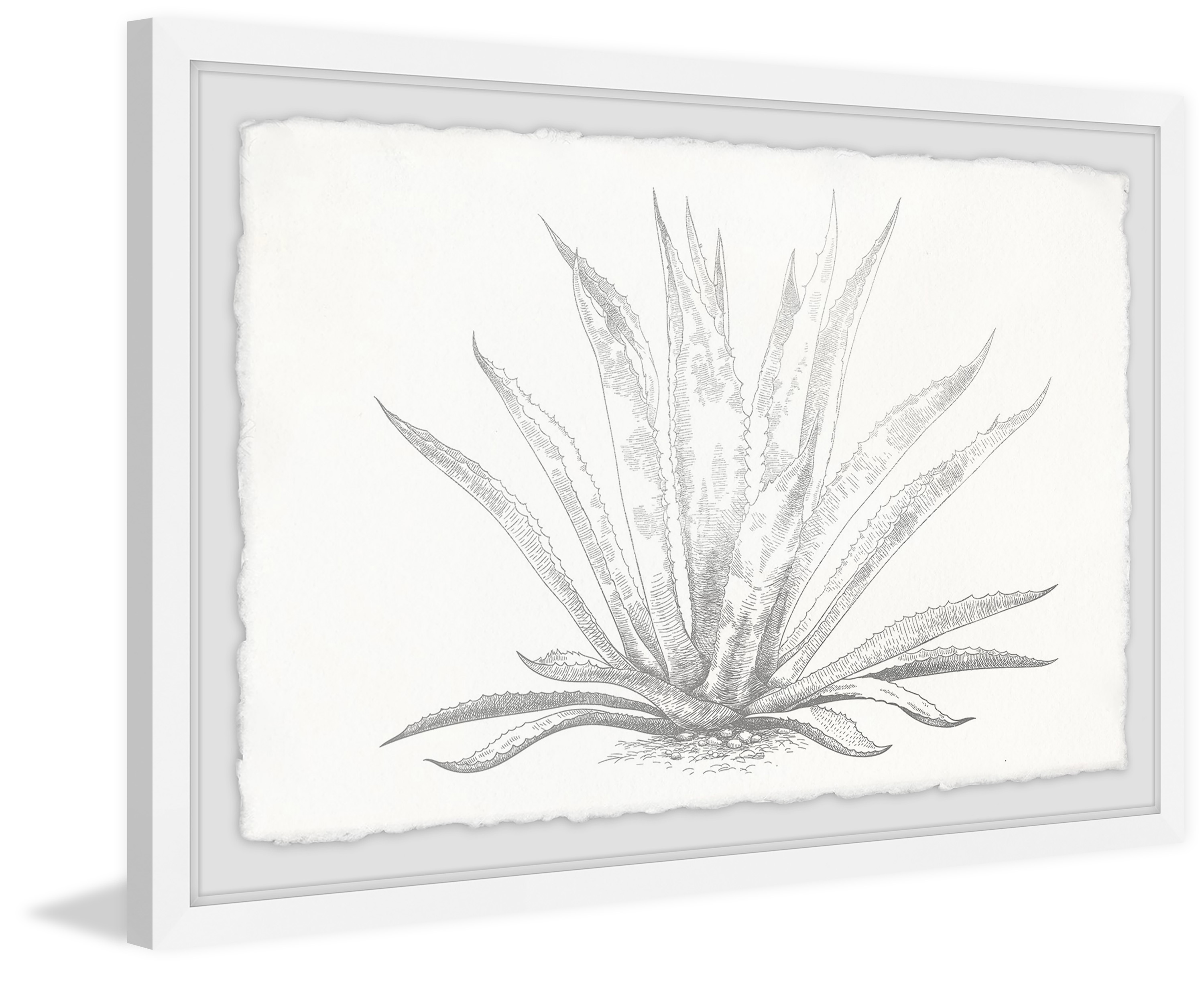 Marmont Hill Agave Desmettiana II Framed Wall Art