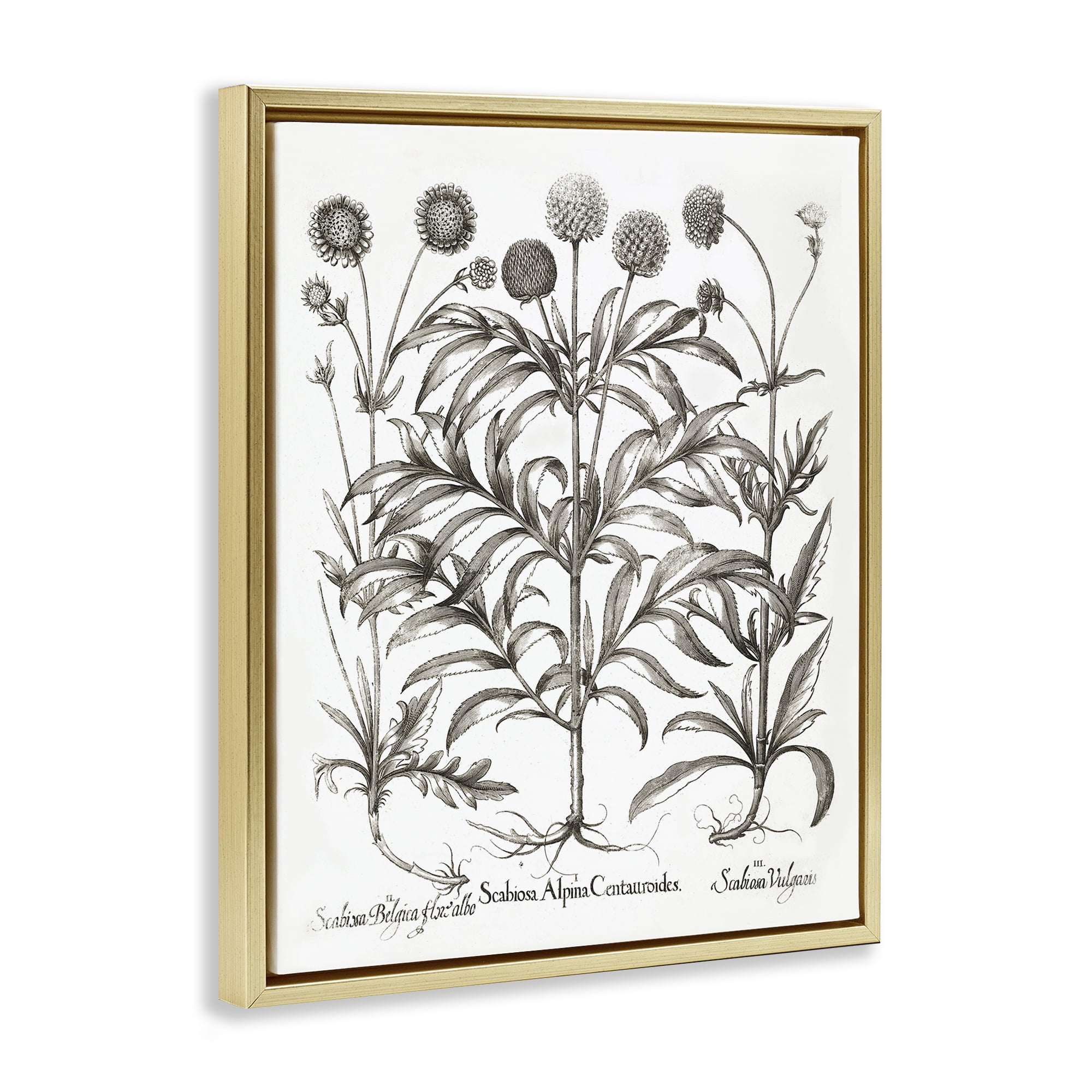 Stupell Industries Scientific Vintage Flowers Botanical & Floral Painting Gold Floater Framed Art Print Wall Art, 17 x 21