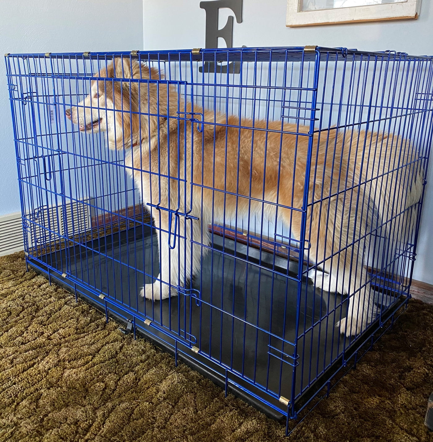 Pet Expressions 48 Inch Blue Colored Metal Wire Dog Crate - Available in Various Sizes and Colors