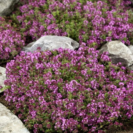 Creeping Thyme Drought Resistant Thymus Serpyllum Magic Carpet Ground Cover Plant Seeds - 1000 Seeds