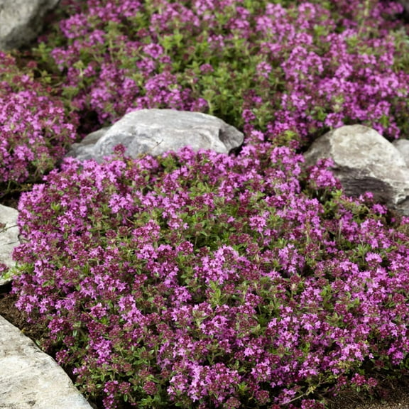 Creeping Thyme Drought Resistant Thymus Serpyllum Magic Carpet Ground Cover Plant Seeds - 1000 Seeds
