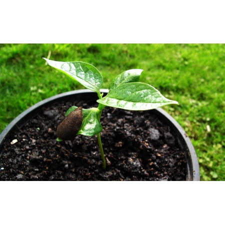 FUYU Persimmon Live Tree