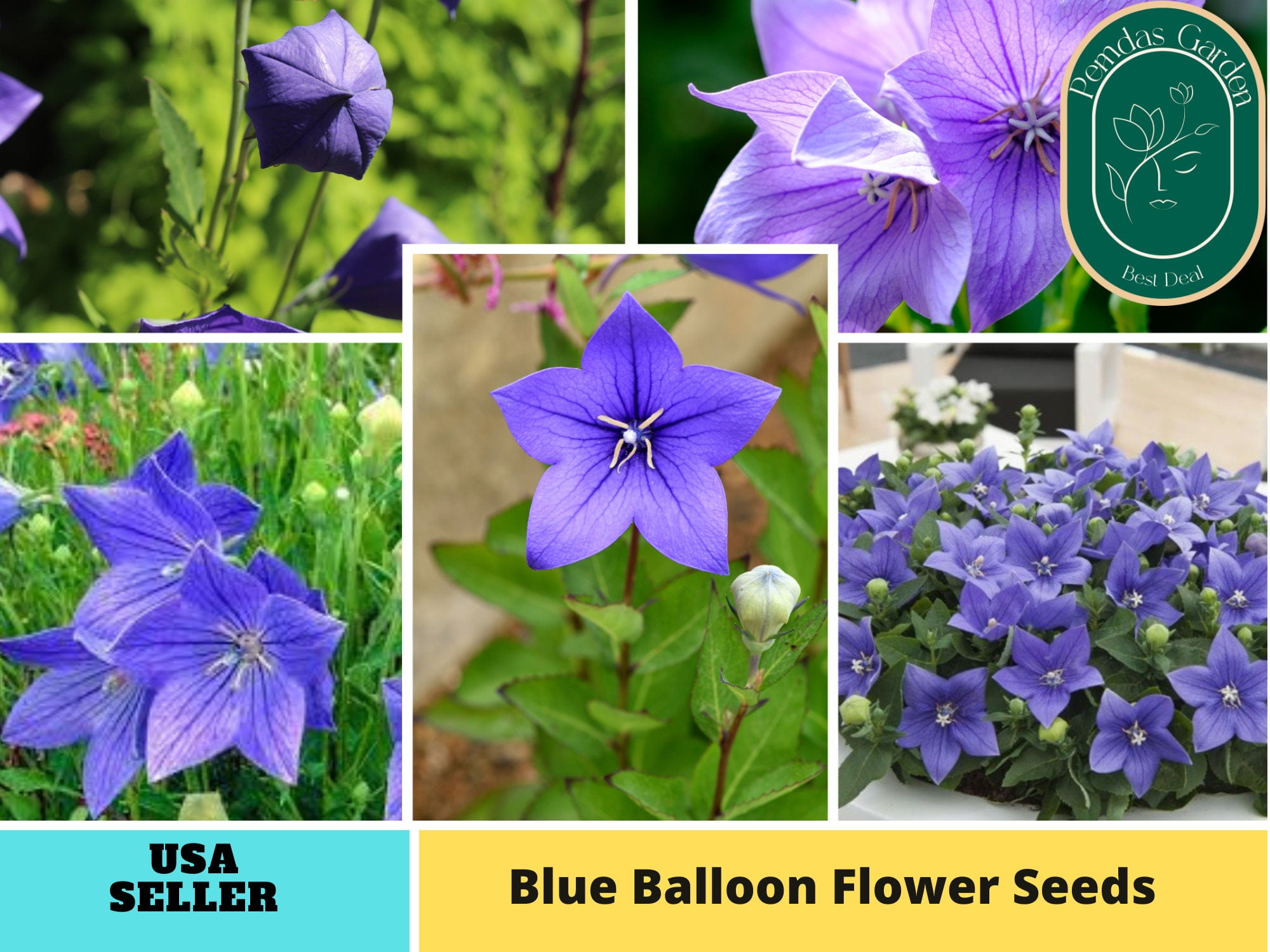 60 seeds Blue Balloon Flower seeds, Authentic Seeds GMO Free