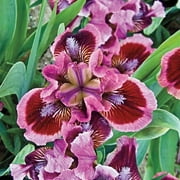 Cat's Eye Dwarf Bearded Iris Rose-Red Flowering Dormant Bare Root Perennial Rhizome (1-Pack)