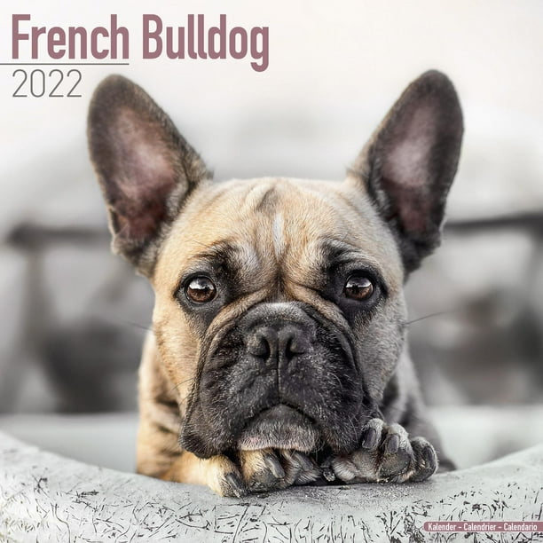 Bulldog Schedule 2022 French Bulldog Calendar 2022 - French Bulldog Dog Breed Calendar - French  Bulldogs Premium Wall Calendar 2022 - Walmart.com
