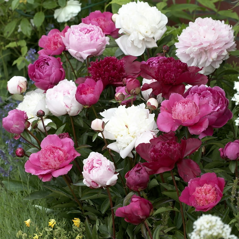 Van Zyverden Peony Double Mixed (Set of 3 Dormant Bare Roots