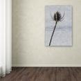 thumbnail image 3 of Trademark Fine Art "Dead of Winter Detail" Canvas Art by Kurt Shaffer, 3 of 3
