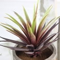 thumbnail image 3 of FENGGUIQU 2Ud Suculentas Artificiales Pequeñas Para Decorativa En Diferentes Espacios Del Hogar, 3 of 8