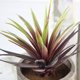thumbnail image 3 of FENGGUIQU 2Ud Suculentas Artificiales Pequeñas Para Decorativa En Diferentes Espacios Del Hogar, 3 of 8