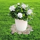 thumbnail image 1 of Maceta Decorativa Con Forma De Mariposa, Mueble Para Jardín, árboles En Maceta, Soporte Rodante Para Plantas, 35 Cm X 35 Cm X 7 Cm 35cmx35cmx7cm, 1 of 8