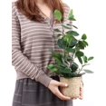thumbnail image 2 of SAROSORA Artificial Ficus Tree Fake Plants in Weaved Pot 20" Height for Living Room Decor Indoor Home Office Ins Style (Green, 1) Green, 2 of 9