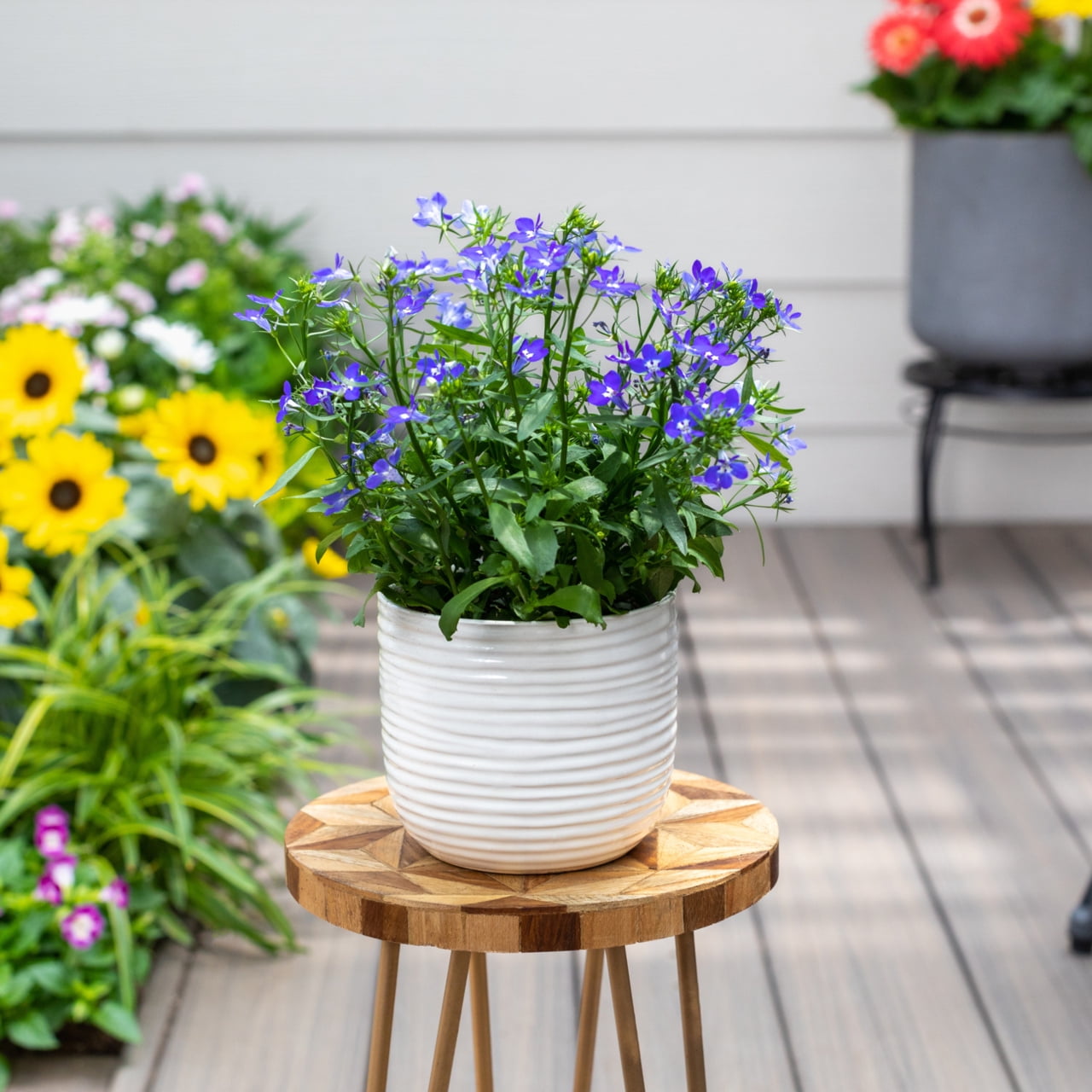 Better Homes & Gardens Blue Lobelia Live Annual Plant, 1.5PT Grower Pots, Full Sun, 5-Pack