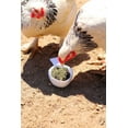 thumbnail image 3 of MitesBGone Herbal Blend For Nesting Boxes Or Dust Baths, 3 of 6