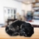 thumbnail image 5 of 2 figuras de peluche de gato realistas hechas a mano Negro y marrón, 5 of 9