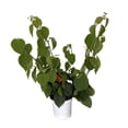 thumbnail image 2 of Orange Bougainvillea - Everblooming - Grow Indoors/Outdoors/Patio - 4" Pot, 2 of 2