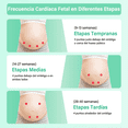 thumbnail image 5 of Monitor Doppler Frecuencia Cardíaca Fetal del Bebé Belug, Blanco/Verde, 5 of 5