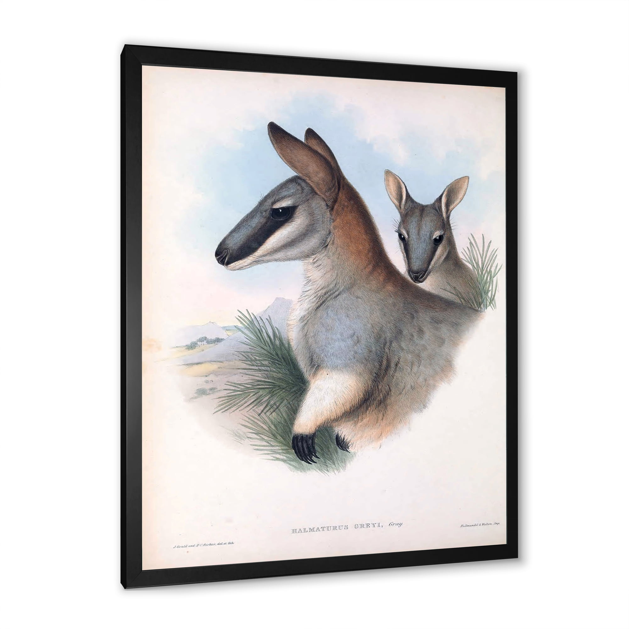 Designart 'Ancient Kangaroo' Farmhouse Framed Art Print