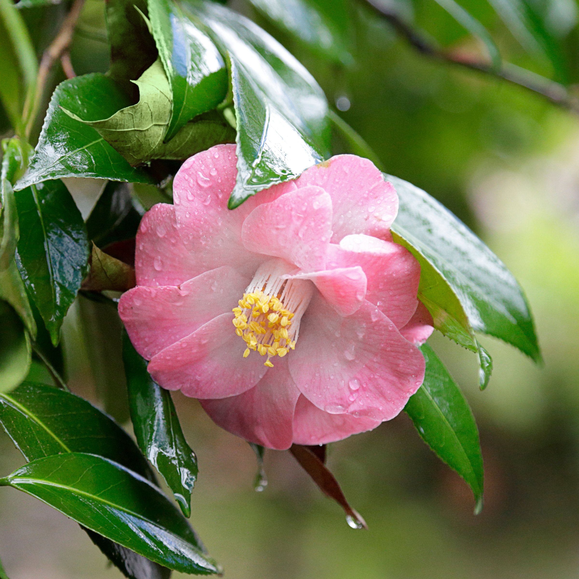 National Plant Network 1 gal. Camellia Japonica April Remembered Shrub