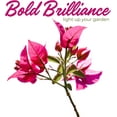 thumbnail image 6 of 12 James Walker Bougainvillea, Live Plants – Fast-Growing Tropical Vine, Thriving in 2.5" Nursery Cubes, 6 of 7