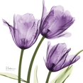 thumbnail image 2 of Purple Trio Tulips Poster Print by Albert Koetsier, 2 of 2