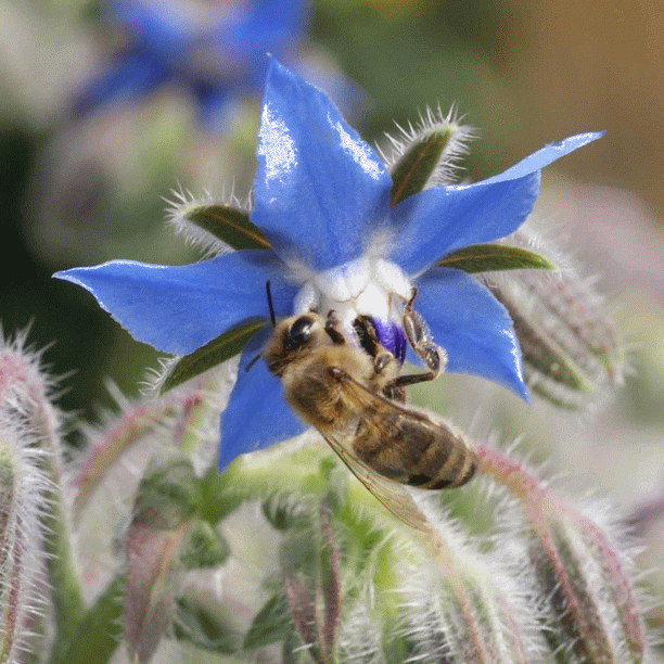 Everwilde Farms 1 Lb Borage Herb Seeds Gold Vault Bulk Seed Packet