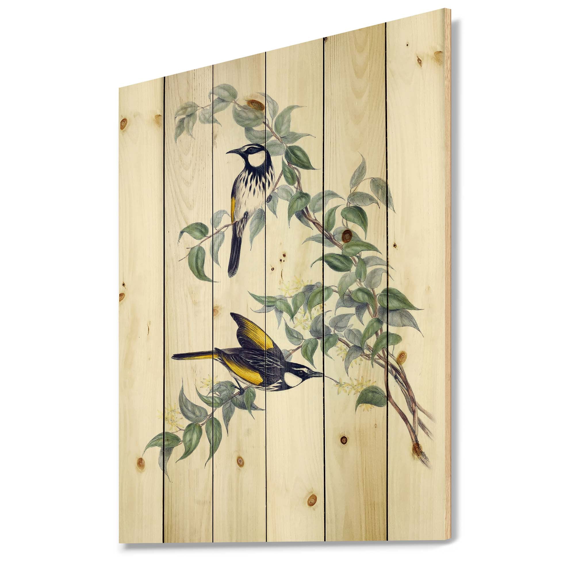 Designart 'Ancient Australian Birds On A Branch' Traditional Print on Natural Pine Wood