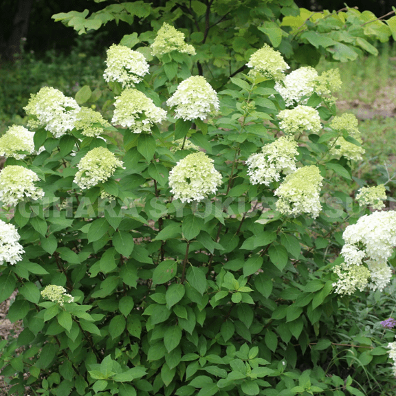 Hydrangea Live Plant, 3 to 5 inches Tall, Limelight Hydrangea Flowers, Dormant, Outdoor Growing