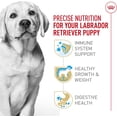 thumbnail image 2 of Royal Canin Nutrition Santé pour Races Labrador Retriever Chiot Nourriture Sèche pour Chien, Sac de 13,62 kg, 2 of 5