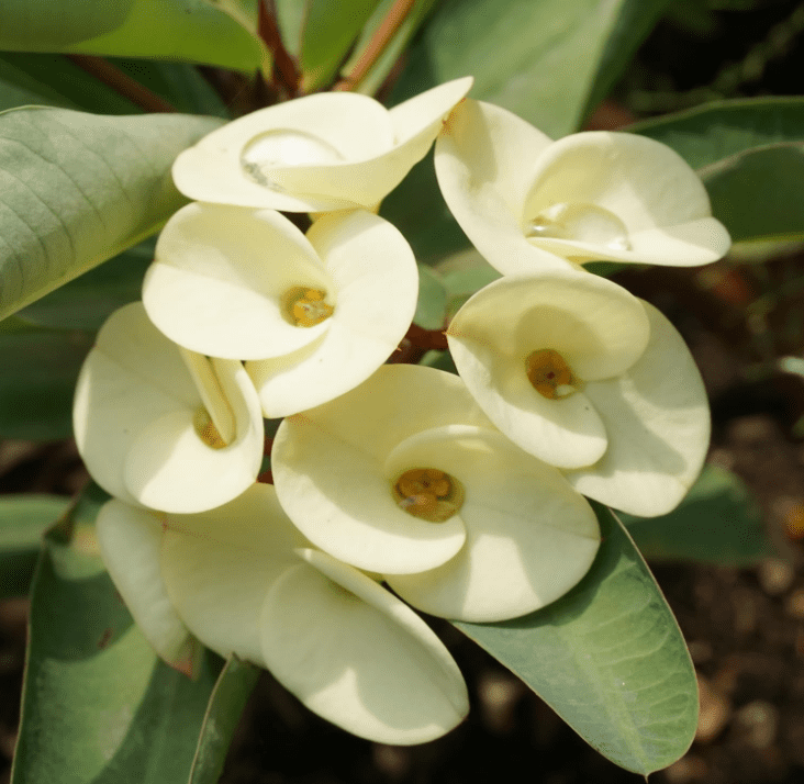 Crown of Thorns Plant, Euphorbia Milii Plant Live, Crown of Thorns Cactus Plant 4 to 7 Inches Height No Pot, Live Cactus Plant Indoor (White)