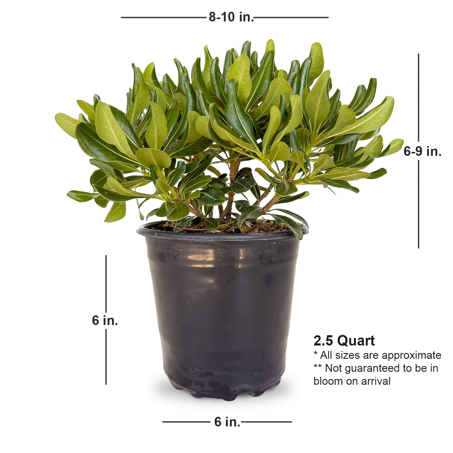 Expert Gardener Green Pittosporum 'Japanese Mock Orange' (2.5