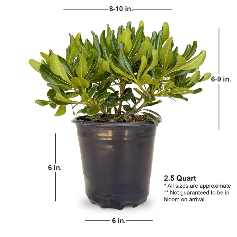 Expert Gardener Green Pittosporum 'Japanese Mock Orange' (2.5
