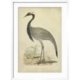 thumbnail image 2 of Art.com Morris Crane II Art Print, White Frame Wall Art, 21" x 29", 2 of 5