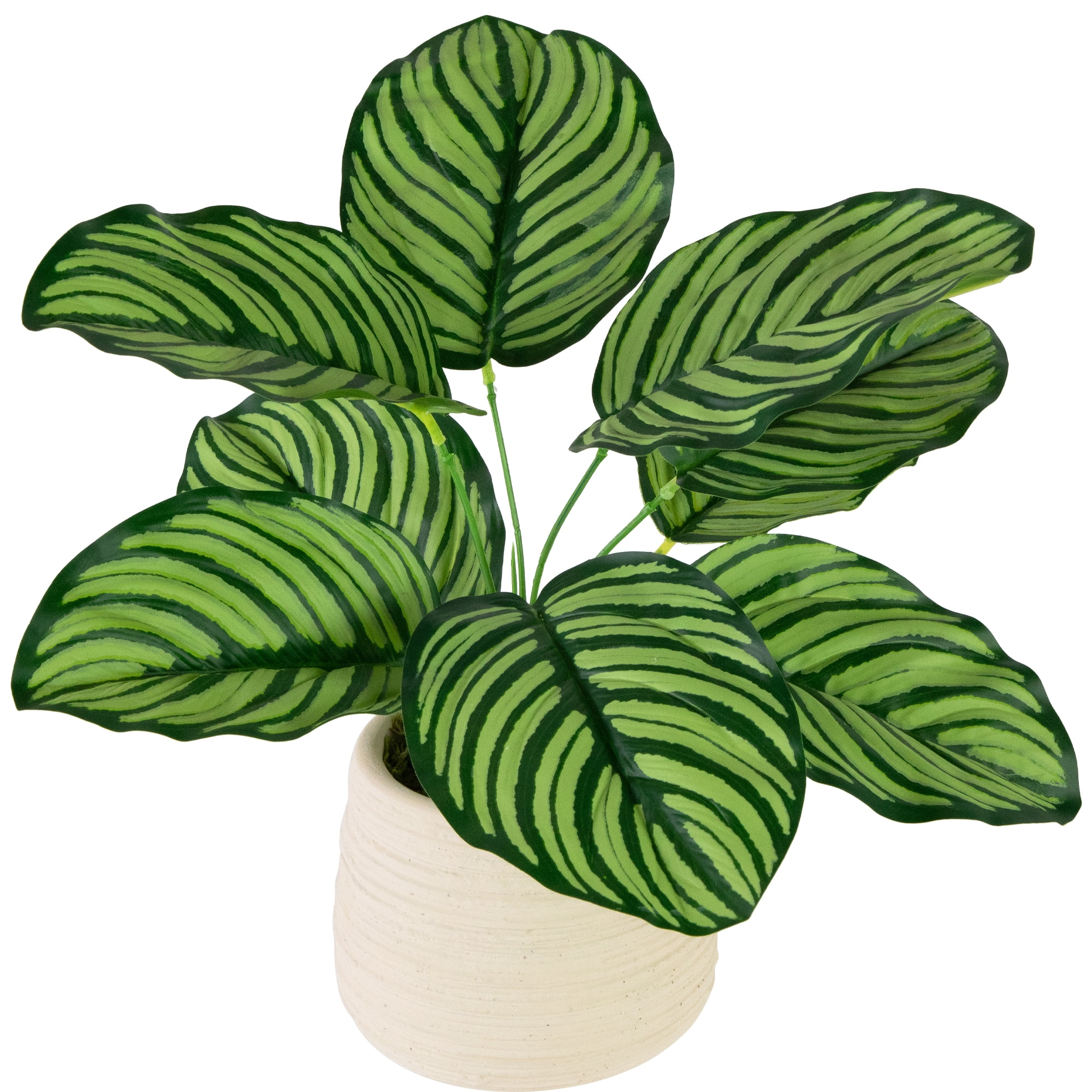 Northlight 13" Artificial Prayer Plant in Beige Ceramic Pot