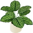 thumbnail image 5 of Northlight 13" Artificial Prayer Plant in Beige Ceramic Pot, 5 of 6
