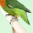 thumbnail image 5 of Lumxatz Open Bird Leg Bands, Aluminum Alloy Identification Rings for Parrots, Quails and Chickens, Adjustable Bird Leg Ring for Poultry and Pet Birds, 5 of 9
