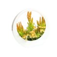 thumbnail image 3 of Simulación de flores artificiales de plástico, pino, ciprés, agujas de pino, decoración de escritorio, planta de simulación en maceta, pequeño bonsái, 3 of 6