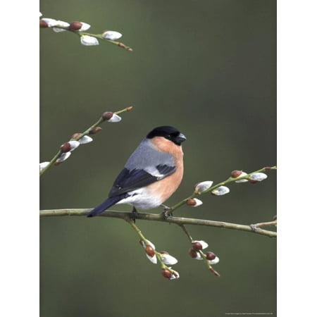 Bullfinch, Male Perched on Pussy Willow, UK Print Wall Art By Mark