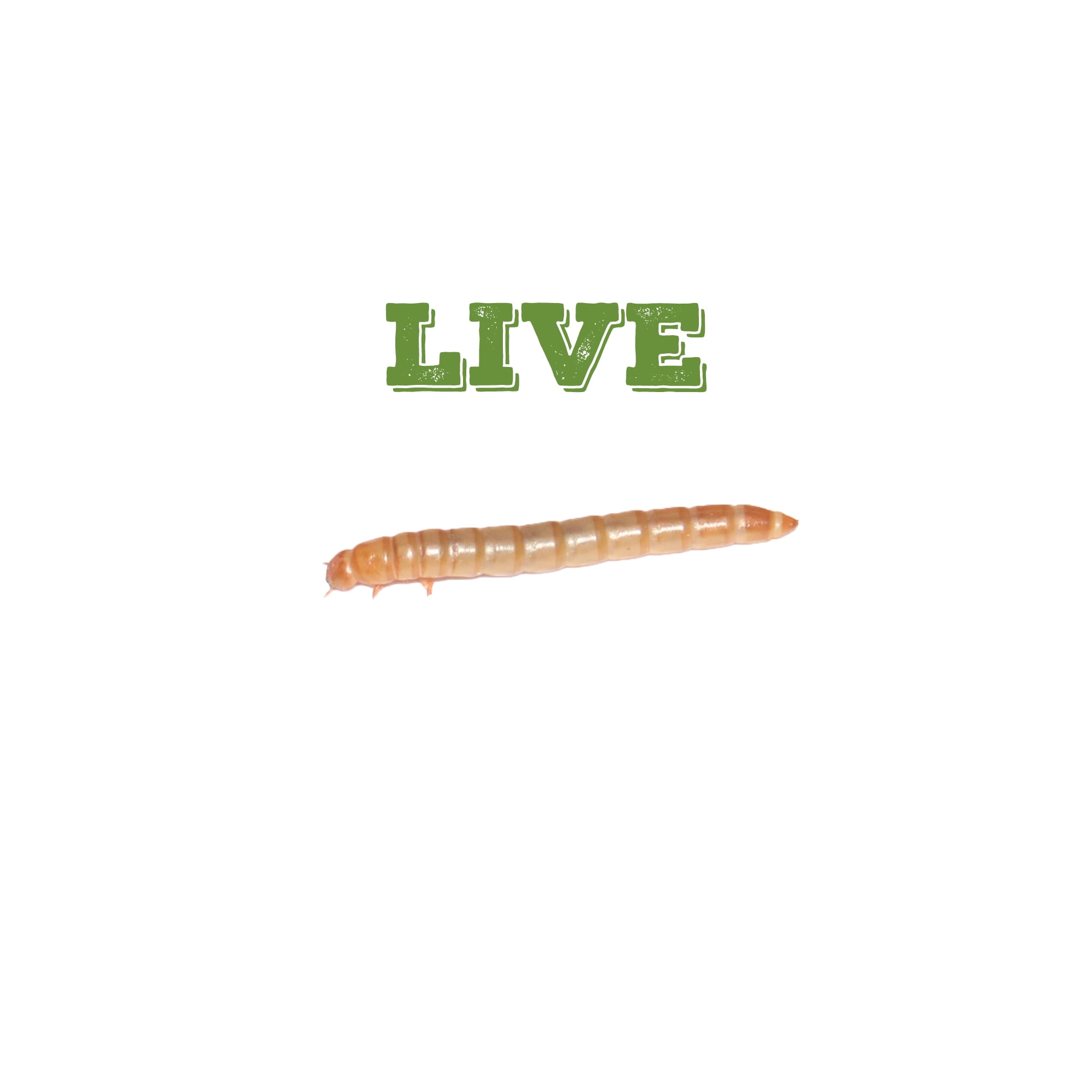 Mack's Natural Reptile Food 1 x Box of 1,000 Large Standard Mealworms