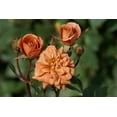 thumbnail image 3 of Teddy Bear Mini Rose Bush - Unusual Russet Color - Fragrant/Hardy - 4" Pot, 3 of 4