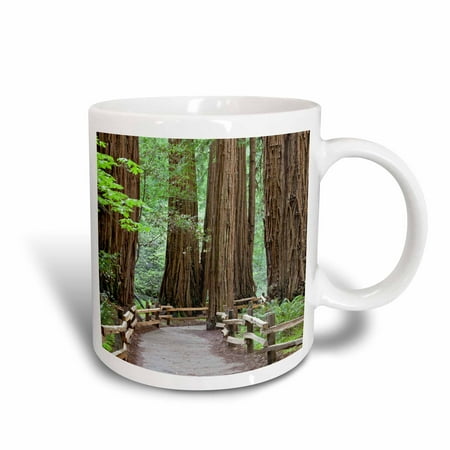 3dRose USA, California. Trail through Muir Woods NM in springtime., Ceramic Mug,