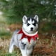 thumbnail image 4 of Bufanda para mascotas con temática navideña, pañuelo para el cuello de campana, gato, cachorro, bufanda con cuello triangular, accesorios para disfraces de mascotas, 4 of 5
