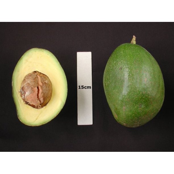 CHOQUETTE Avocado Tree Grafted 1.54 Feet Tall Rare Tree From Florida