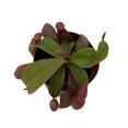 thumbnail image 2 of Red Asian Pitcher Plant - Nepenthes alata - Carnivorous - Exotic - 2" Pot, 2 of 3