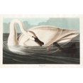 thumbnail image 2 of Audubon, John James 24x17 White Modern Wood Framed Museum Art Print Titled - Trumpeter Swan, 2 of 4