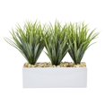 thumbnail image 1 of Herbe à Vanille en Planteur Rectangulaire, 1 of 1