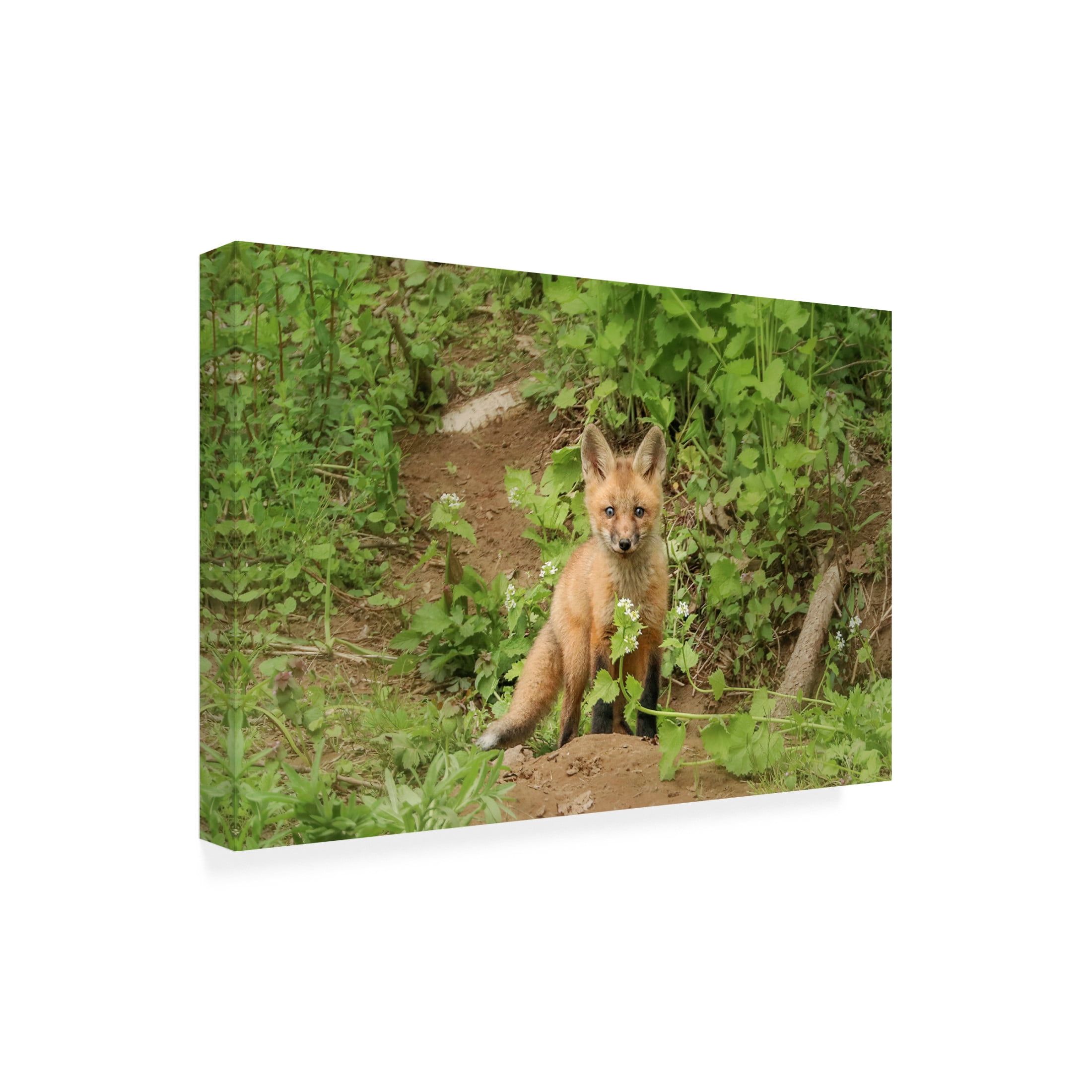 Canvas Wall Art - Carrie Ann Grippo-Pike 'Fox and Flower' Wall Art for Living Room, Bedroom, or Office Décor by Trademark Fine Art - 19 x 19 Inches