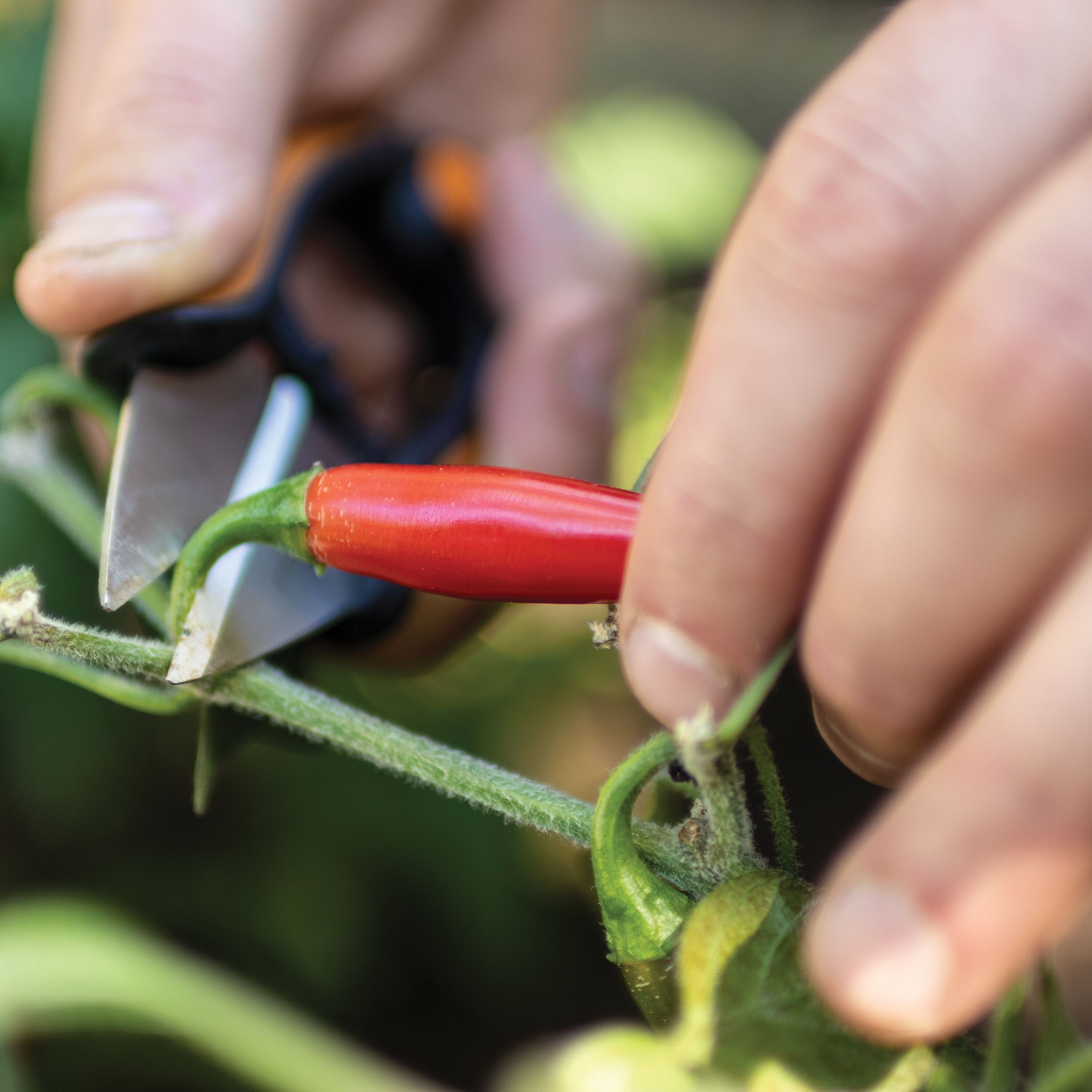 Fiskars Garden Herb Pruning Shears 5 Inch photo 4